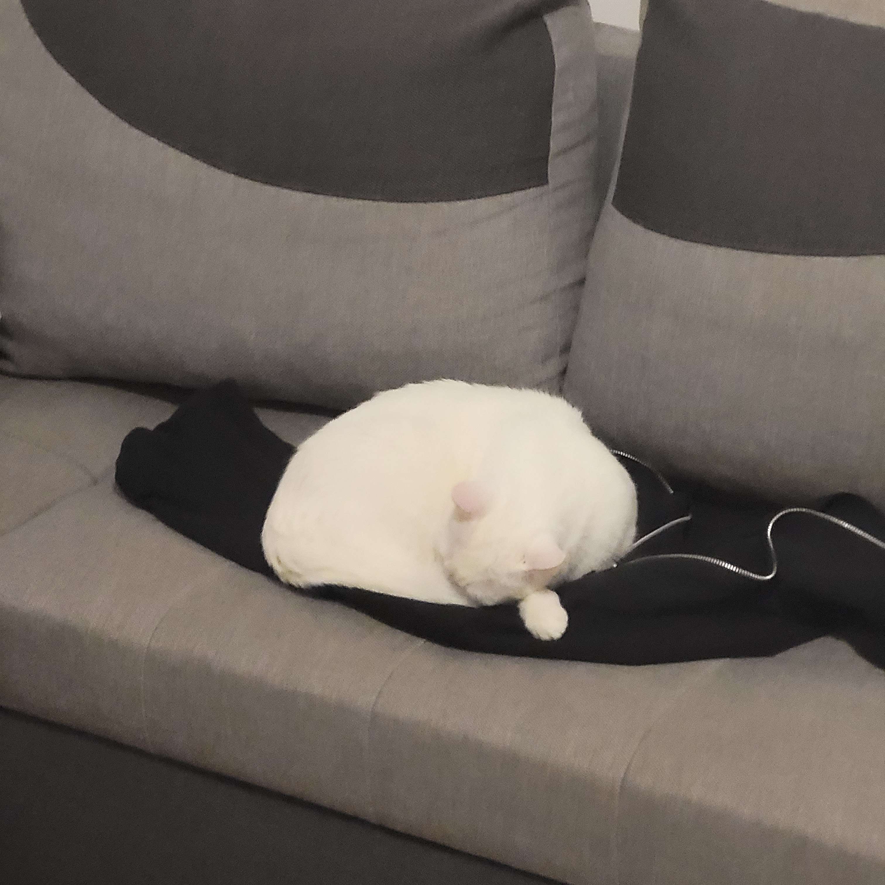 21